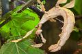 extatosoma tiaratum 2